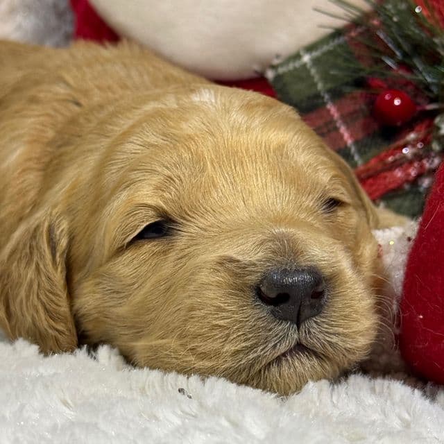 Bear - Goldendoodle Male