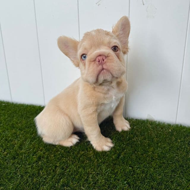 Ella - French Bulldog Female