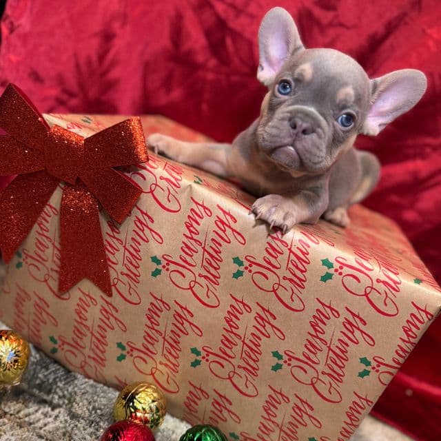 Sinclair  - French Bulldog Male