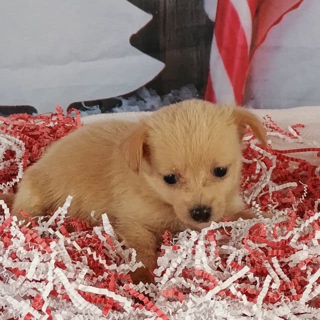 Jodie - Pomchi Female