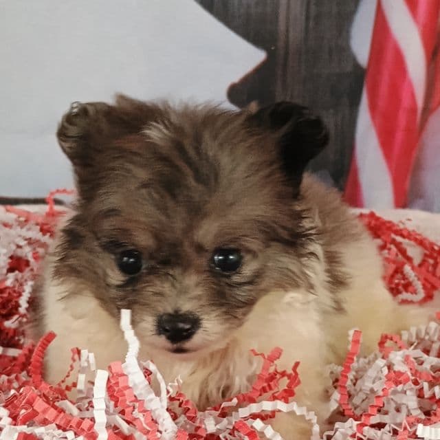 Julie - Pomchi Female