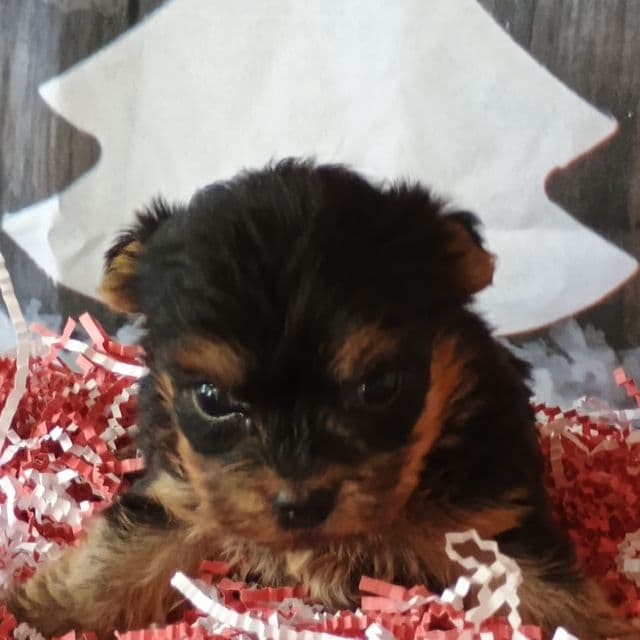 Memphis - Morkie Male
