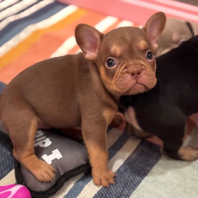 Rosey - French Bulldog Female