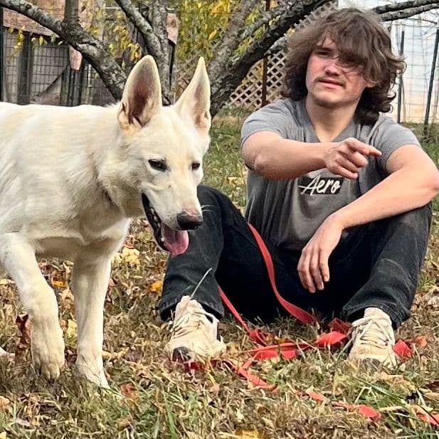 Gemini - German Shepherd Dog Female