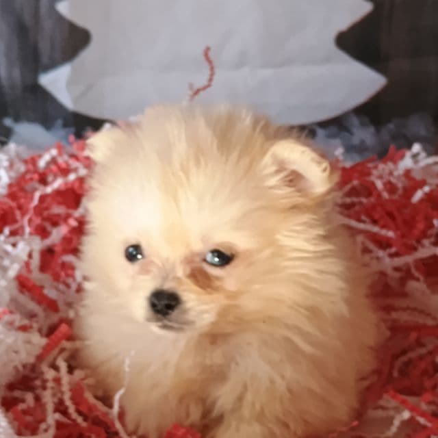Ronnie - Maltipom Male