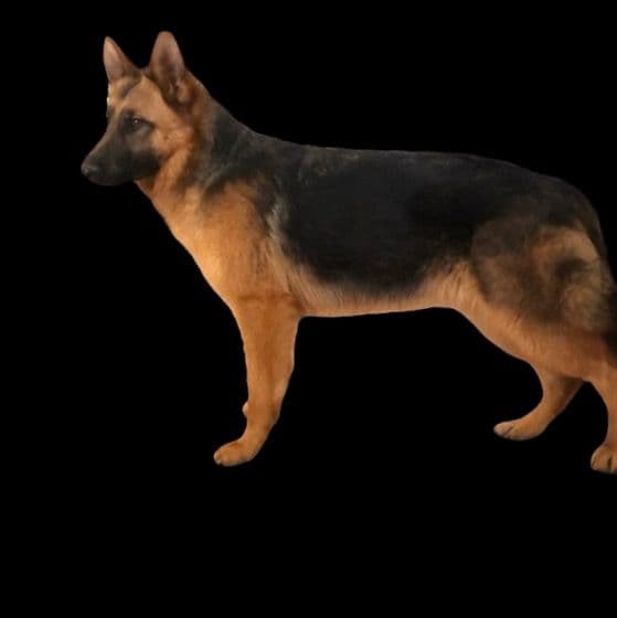 Luna - German Shepherd Dog Male