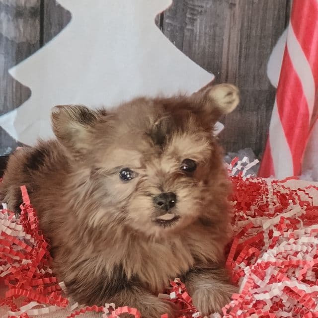 Rachel - Maltipom Female