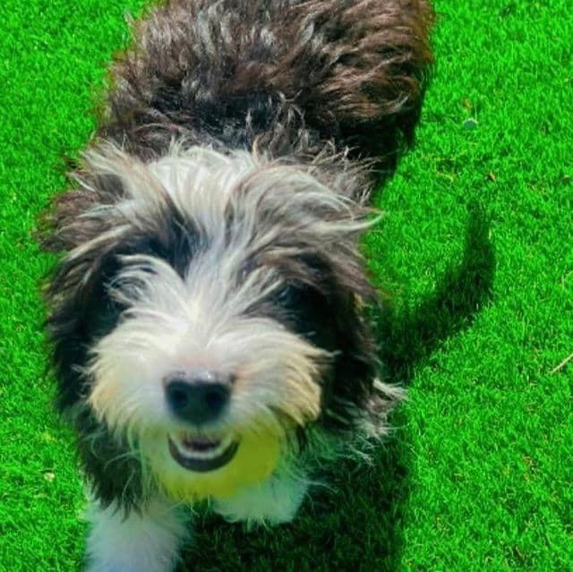 Lexi - Aussiedoodle Female