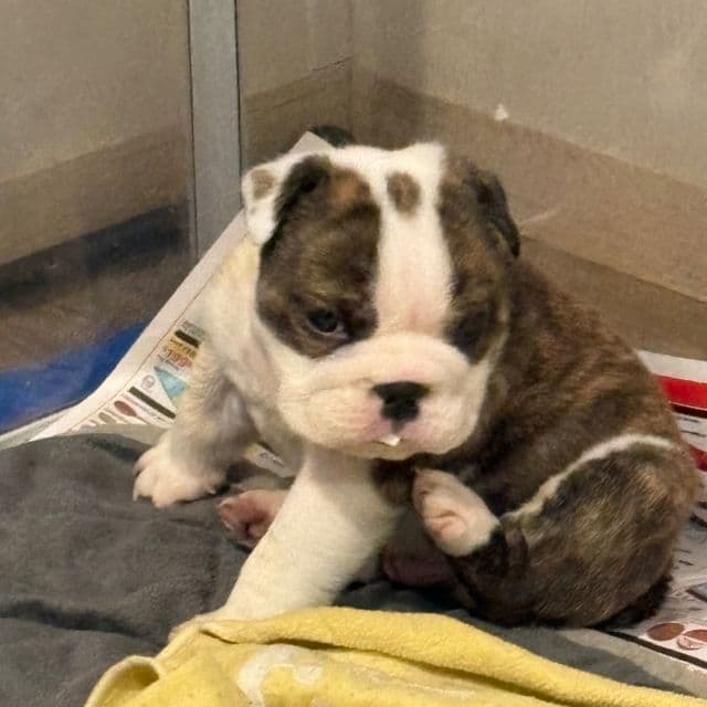 King - English Bulldog Male