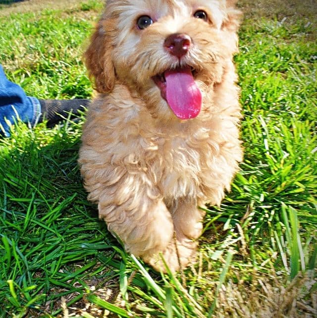 Jolene - Havapoo Female