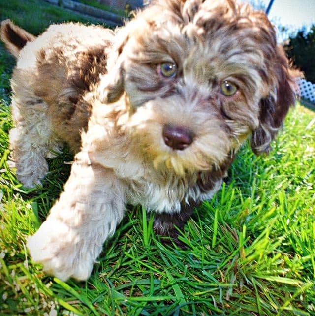 Jimbo - Havapoo Male