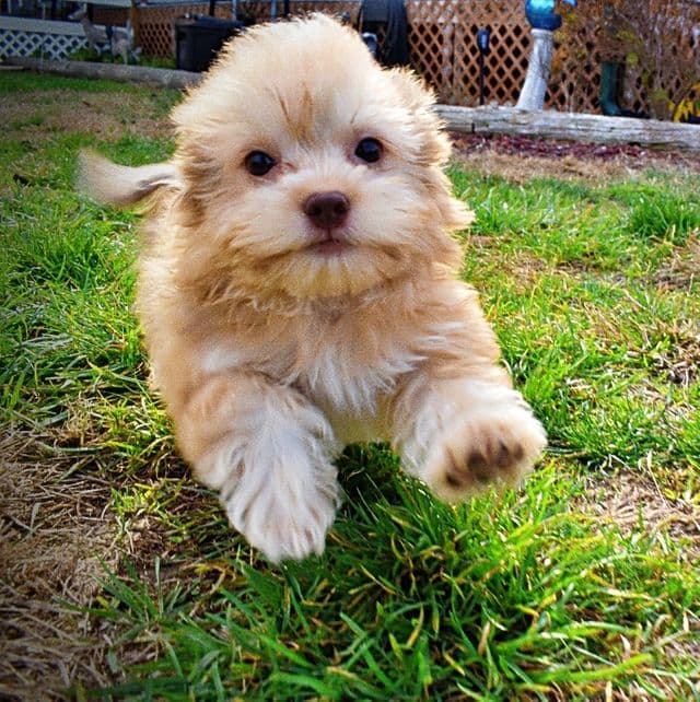 Karma - Havapoo Female