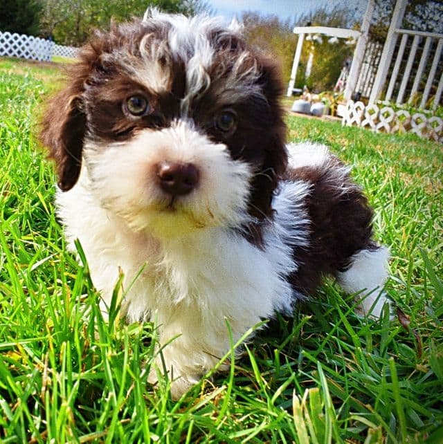 Kibbles - Havapoo Male