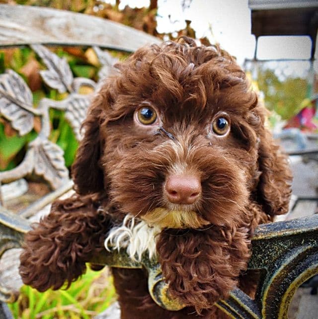 Lucky - Havapoo Male