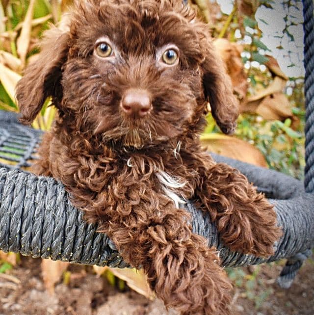 Lady - Havapoo Female