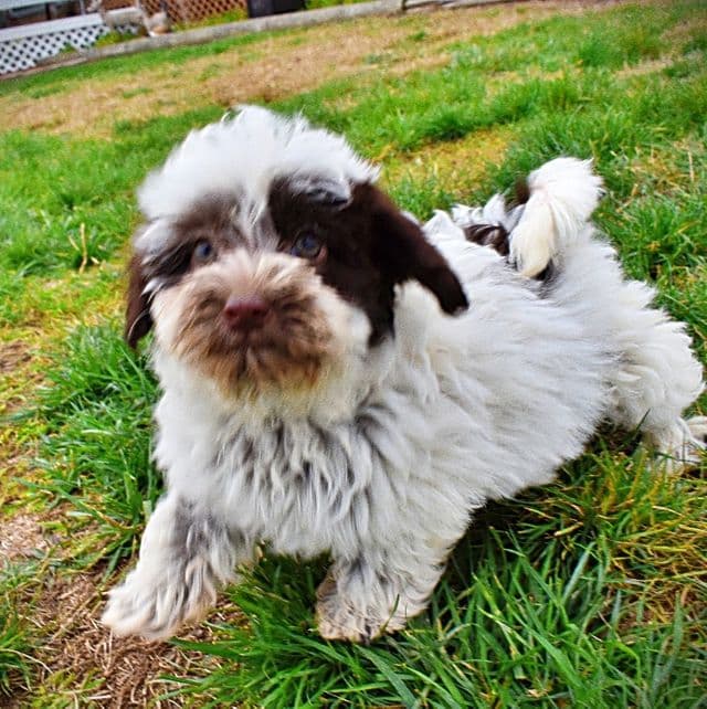 Lovey - Havapoo Female