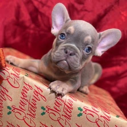 Sinclair  - French Bulldog Male
