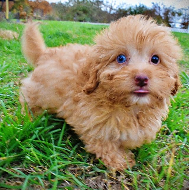 Murphy - Havapoo Male