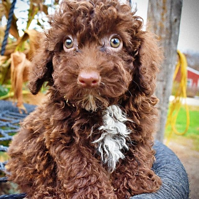 Muppet - Havapoo Male