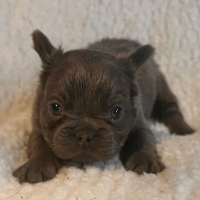 Fluffy Fifi - French Bulldog Female