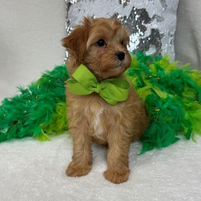 Rae Rae Green Boy - Cavapoo Male