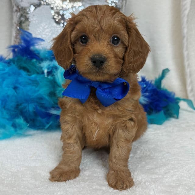 Jessie's Blue Boy - Cavapoo Male