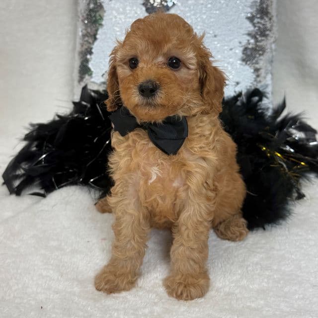 Jessie's Black Boy - Cavapoo Male