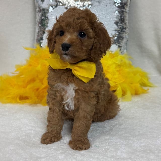 Jessie Yellow Boy - Cavapoo Male