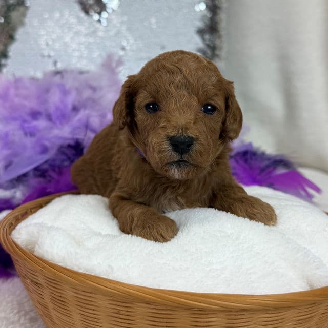 Braley Purple Girl - Goldendoodle Female