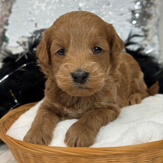 Braley Black Boy - Goldendoodle Male