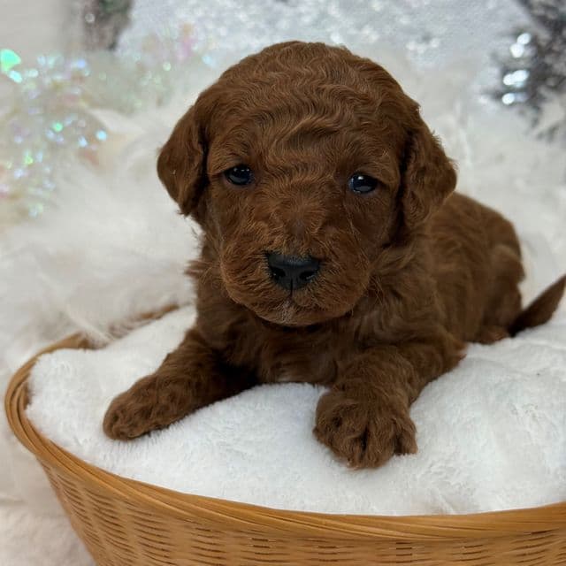 Braley White Boy - Goldendoodle Male