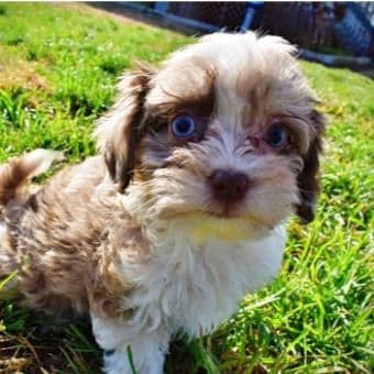 Olivia - Havapoo Female