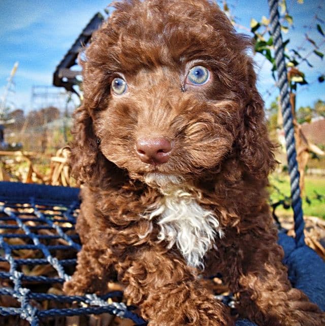 Oscar - Havapoo Male