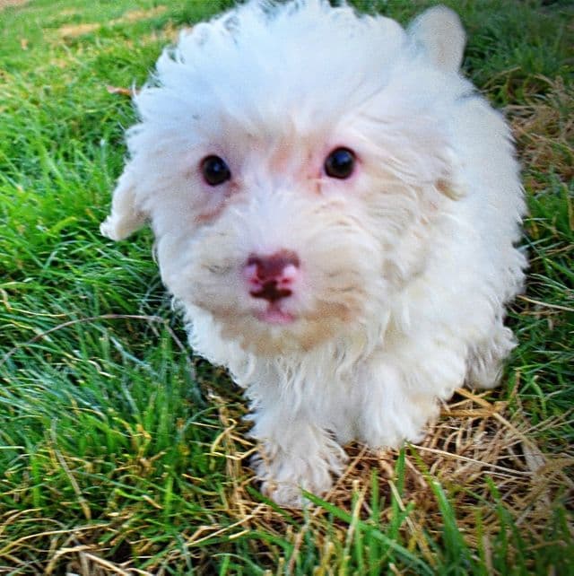 Queenie - Havapoo Female