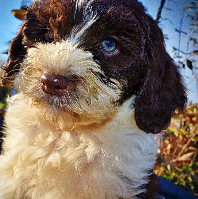 Priscilla - Havapoo Female