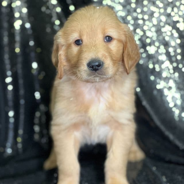 Sam - Golden Retriever Male