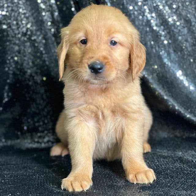 Simon - Golden Retriever Male