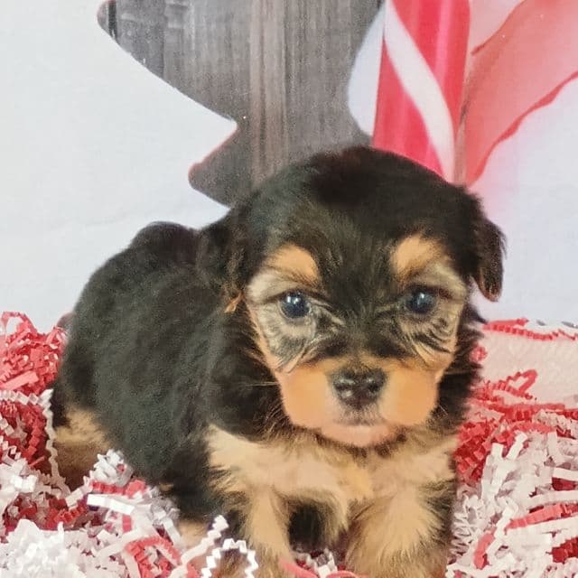 Denny - Yorkshire Terrier Male