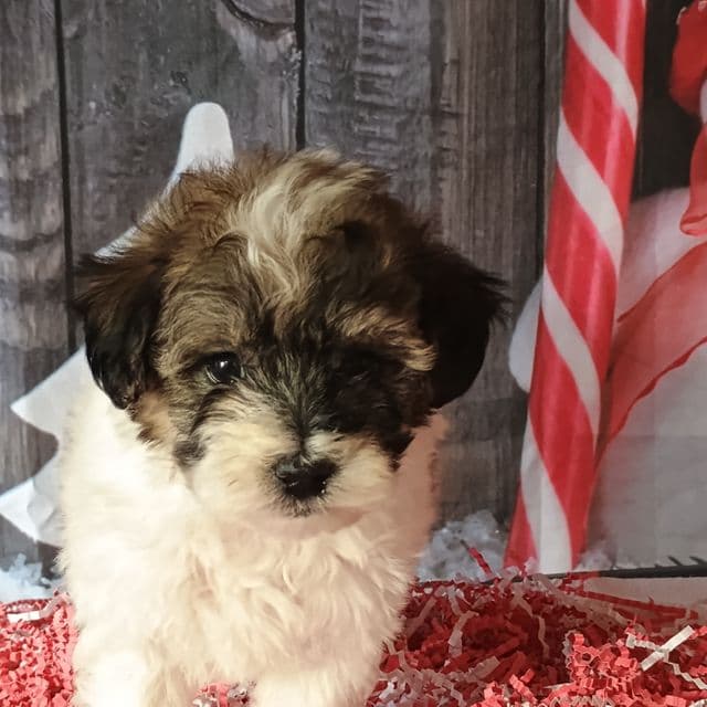 Beau - Maltipoo Male