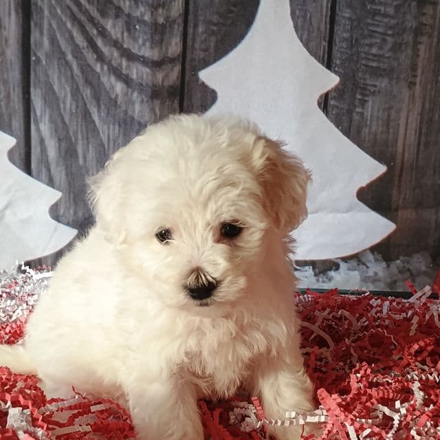 Belinda - Maltipoo Female