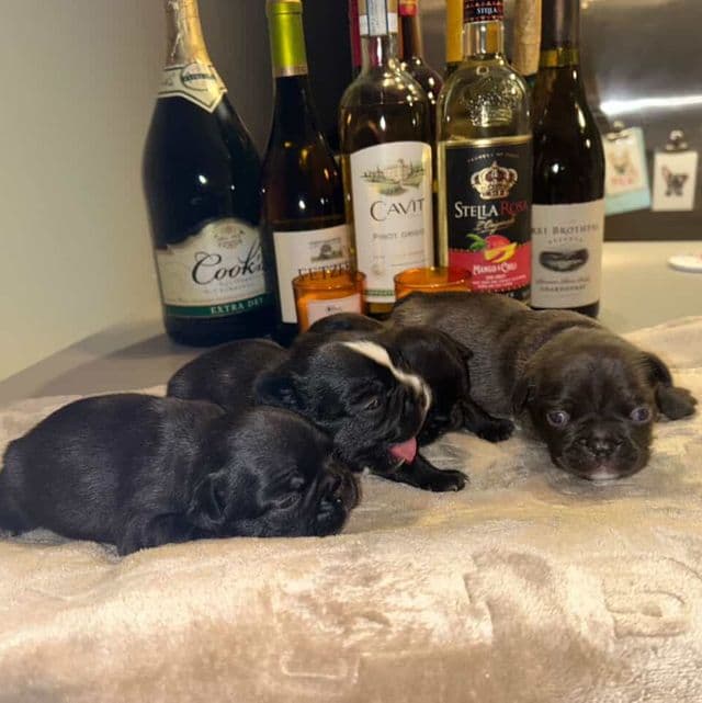 The  CeleBBulliez - French Bulldog Female