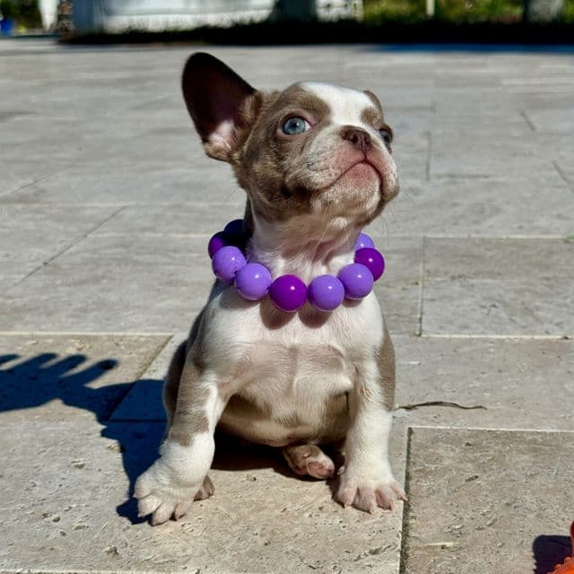 Phoebe - French Bulldog Female