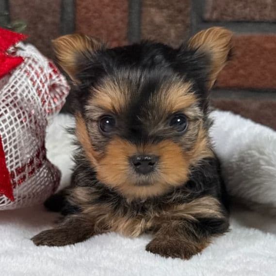 Lynx - Yorkshire Terrier Female