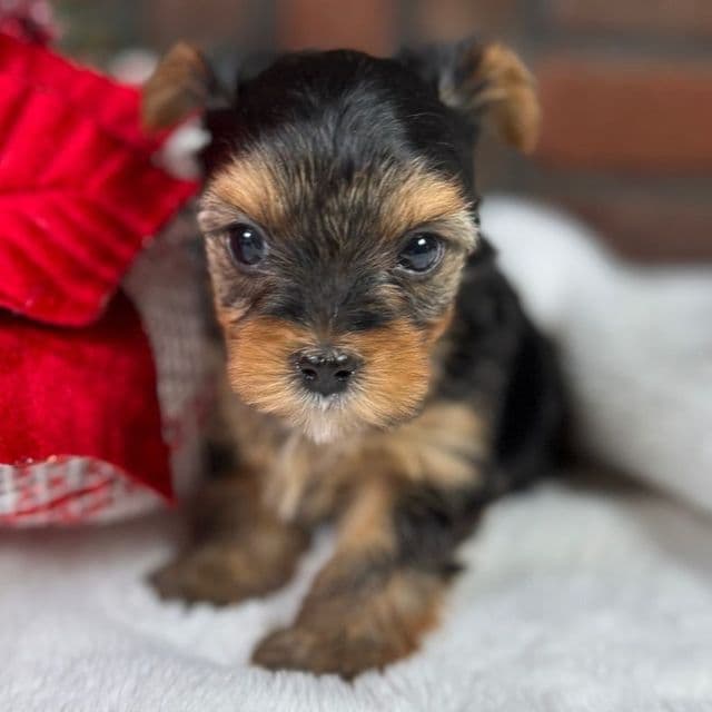 Lilly - Yorkshire Terrier Female