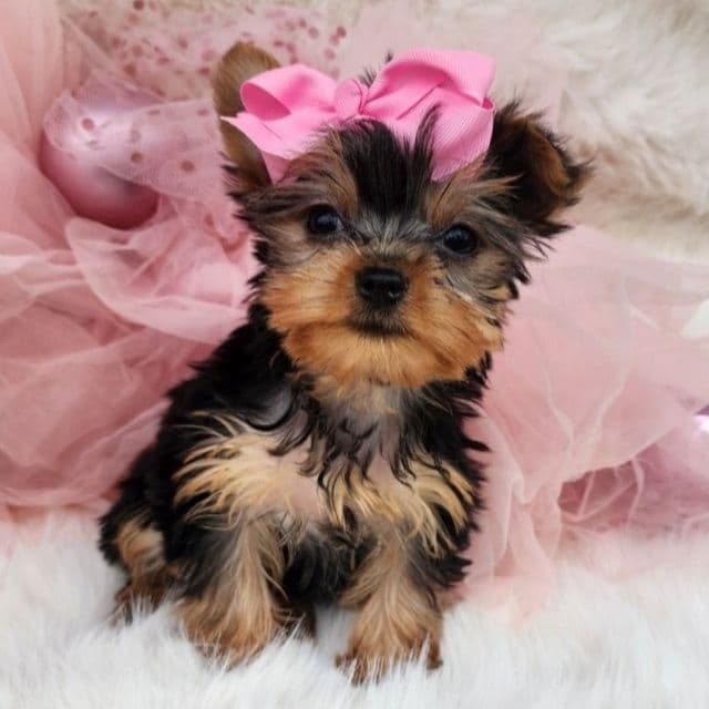 Little lulu - Yorkshire Terrier Female