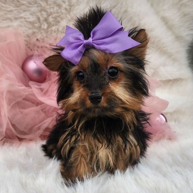 Tiny Tinkerbell - Yorkshire Terrier Female