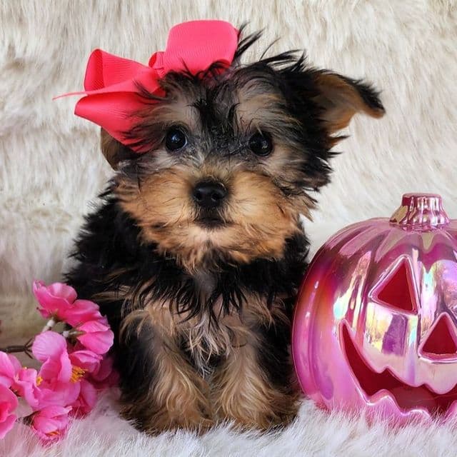Paisly - Morkie Female