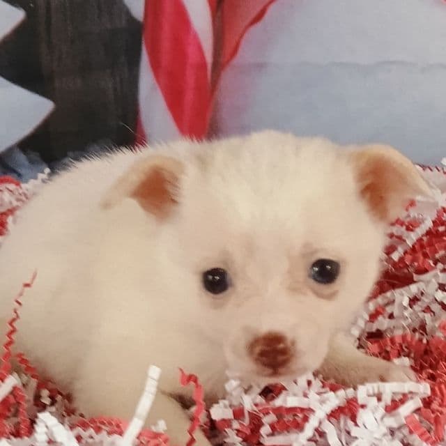 Janey - Pomchi Female