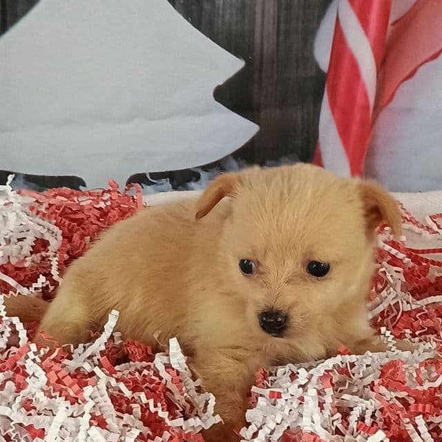 Jodie - Pomchi Female