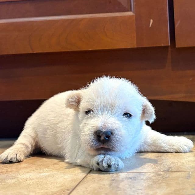 Dawson - West Highland White Terrier Male